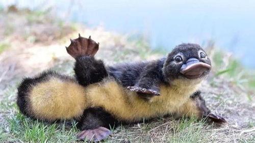 娱乐圈吃瓜酱鸭嘴兽